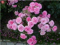 21d0a260-Picture 302.jpg